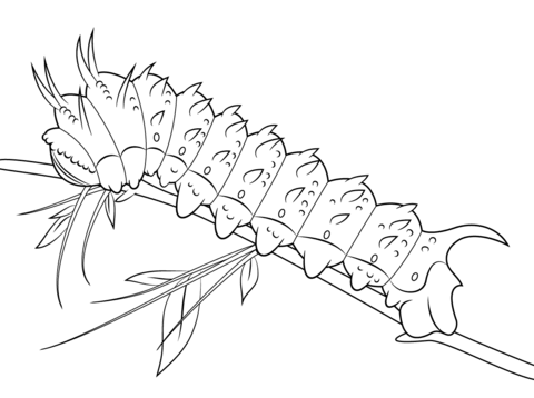 Hubbards Silkmoth Caterpillar Coloring Page